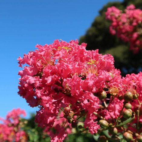Lilas des Indes Dynamite, Lagerstroemia/Pot de 7,5L - Tigette (1/4)