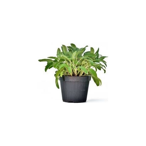 PIANTA DI SALVIA VASO 14CM PIANTA AROMATICA