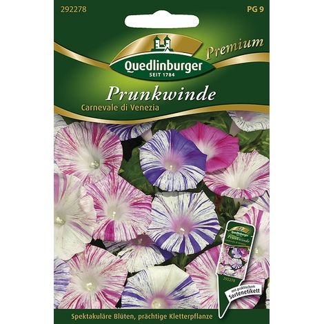 Quedlinburger Prunkwinde Carnevale di Venezia - Blumensamen