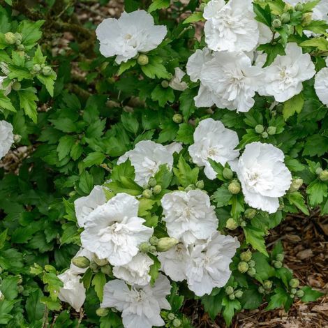 Hibiscus White Chiffon® 'Notwoodtwo', Althéa/Pot de 15L - 1/2 tige (1/5)