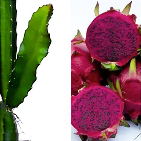 Planta de Pitahaya Fruto Rosado. 120 Cm