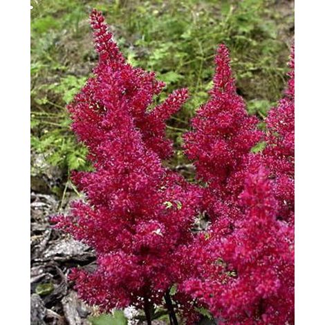 Astilbe du Japon 'Montgomery' Pot de 2L/3L