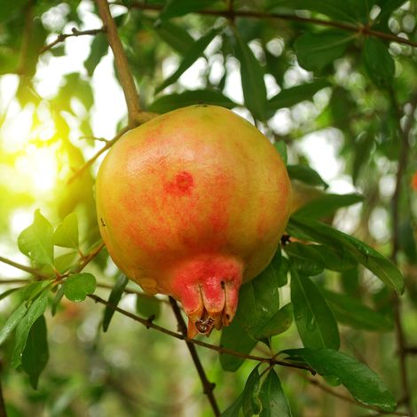 Grenadier à fruits - Punica granatum Mollar de Elche Pot de 1,5L/2L, Touffe (1/2)