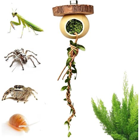 Corde d'escalade pour Reptiles Jouet pour mante Religieuse Grotte pour Petits Reptiles pour Éleveurs Amateurs d'Animaux Éducateurs Maison École Salon Salle de (1/5)