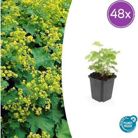 48x Alchemilla mollis Manteau de Dame Plante Vivace Couvre-sol Fleurs Jaune-Vert 10-25 cm Ø 9 cm - PANGIVO (1/5)