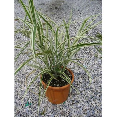 Gardenaria Miscanthus sinensis 'Cosmopolitan' - Graminacea ornamentale da esterno - Altezza: 60 cm (vaso 17)