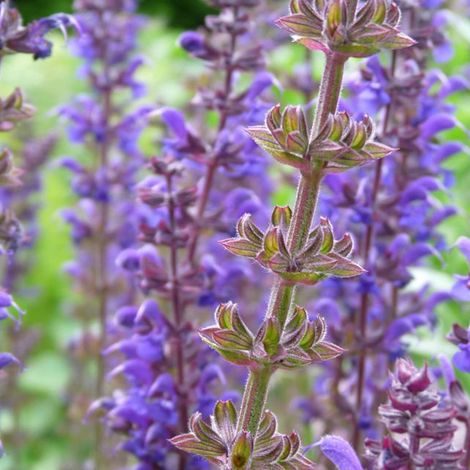 4 x Sauge nemorosa  - Salvia nemorosa 'Mainacht'  - godet 9x9 cm