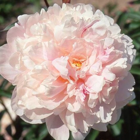 Pivoine herbacée Reine Hortense/Pot de 2L (1/5)