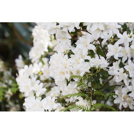 Karolina-Rhododendron 'Dora Amateis' Rhododendron carolin.'Dora Amateis' C 2 20- 25