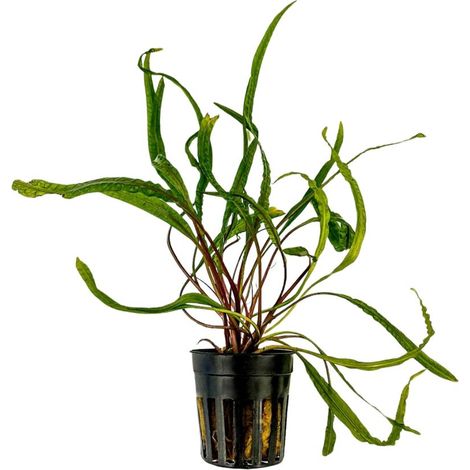 Aquarium Pflanze Cryptocoryne balansae Topf Nr.309B