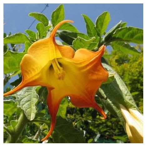 brugmansia (angels trumpet) 3 cuttings  single yellow