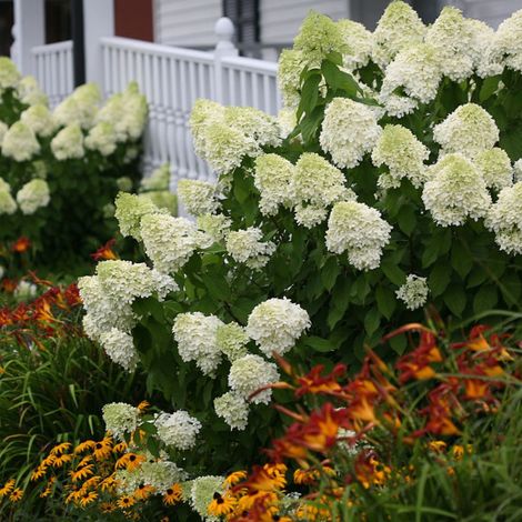 Hortensia paniculata Limelight – Pot de 7,5L – Floraison longue de juillet à octobre – Résistant jusqu'à -25°C (1/5)