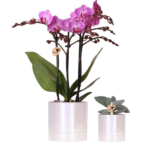 Orchidée Violette Vienna 9cm et Plante Grasse avec Cache-Pots en Céramique Effet Miroir  - PANGIVO (1/4)