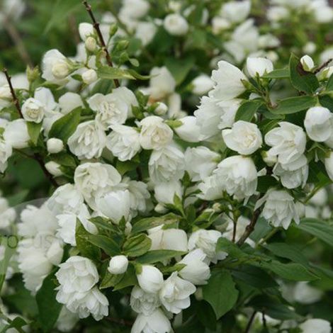 Seringat  - Philadelphus 'Manteau D'Hermine'  - 40-50 cm pot