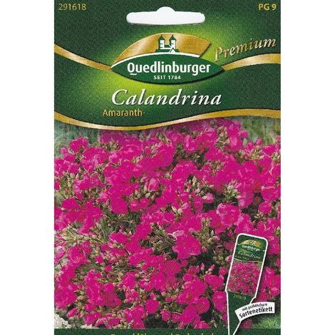 Quedlinburger Calandrina Amaranth - Blumensamen (1/2)