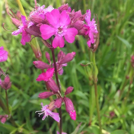 4 x Lychnis viscaria 'Splendens' - godet 9x9 cm