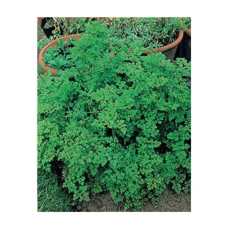 CERFEUIL FRISE - Graines de légumes - 10 G