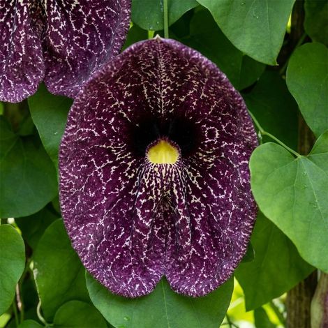 Bloomique - Lot de 2 - Aristolochia Macrophylla - Plante grimpante - Plante de Jardin - Rustique - Hauteur 60-80 cm - Pot 19 cm