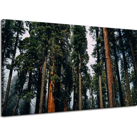 Lienzo impreso Naturaleza Bosque Coníferas 120x70 (1/4)