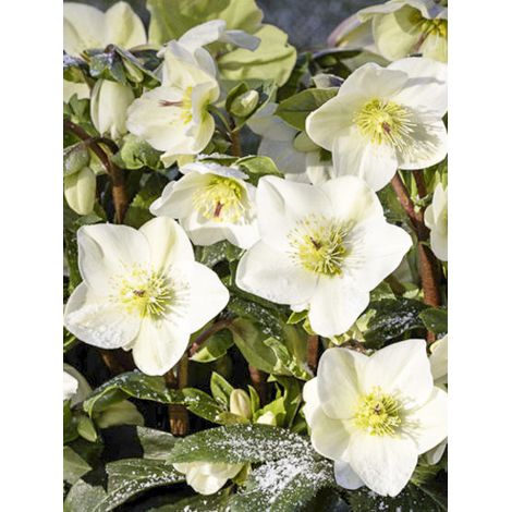 Hellébore 'ICE N'ROSES White' Pot de 2L/3L (1/2)