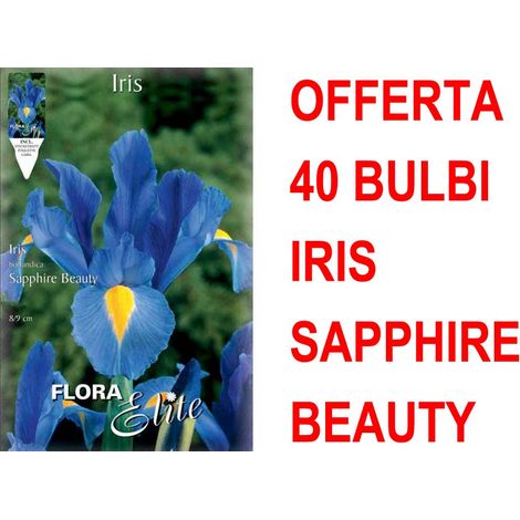 OFFERTA 40 BULBI IRIS HOLLANDICA SAPPHIRE BEAUTY BULBS BULBES