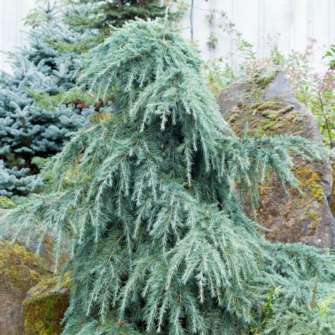 Cedro dell'Himalaya piangente "Cedrus deodara Feelin' Blue" pianta innestata in vaso 1 litro