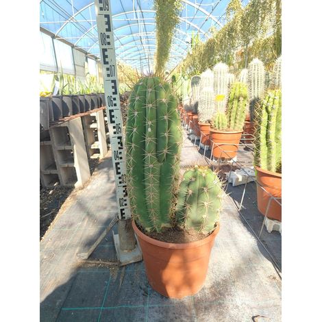 Echinopsis Atacamensis Pot 55 cm Cactée Colonnaire d'Extérieur (1/4)