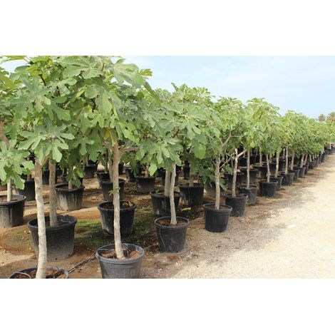 Fico comune "Ficus carica" pianta adulta in mastello ø50 cm h. 2,5 mt crf tronco 17/18 cm