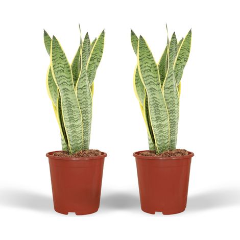 Lot de 2 Sansevieria Laurentii - Langue de Belle-mère - Plante d'Intérieur Facile - 40 cm Ø14 cm - PANGIVO