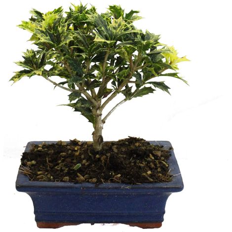 Bonsai Osmanto - Bonsai Vero Osmanthus - Vaso Ø 19 cm H 20-25 cm (1/3)