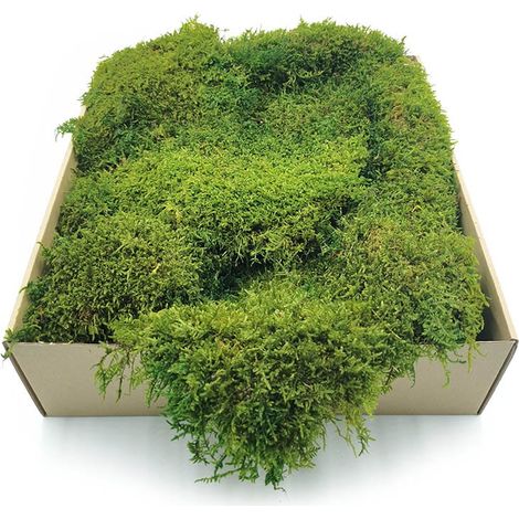 Muschio piatto - Svezia - Verde chiaro naturale 500 g (1/3)