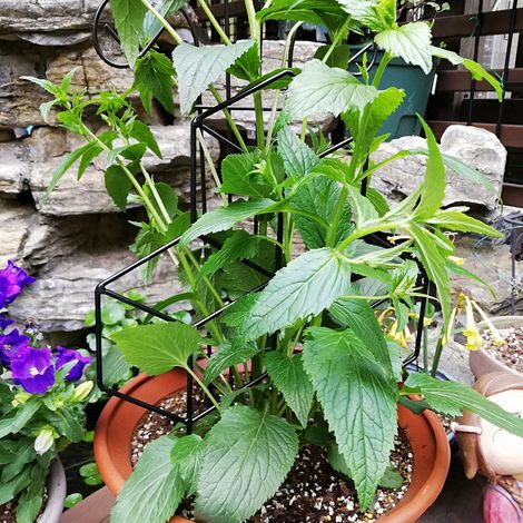 Support en treillis métallique pour plantes en pot, filet pour plantes grimpantes. (1/5)