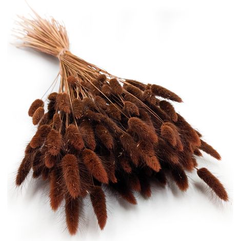 Lagurus seco - Lagurus ovata - Marrón chocolate