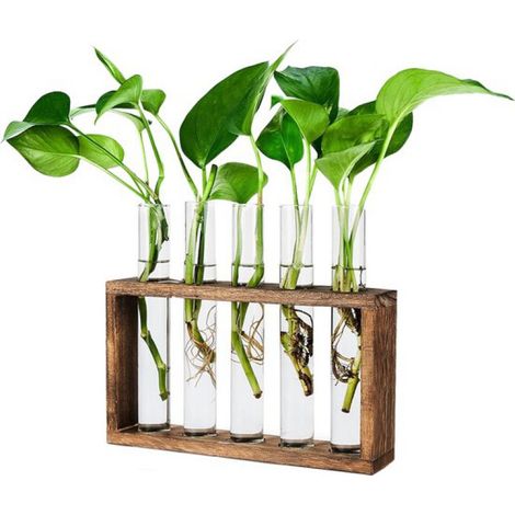 Station de propagation avec 5 tubes à essai - 23 x 12,5 cm - Matériau : bois - Accessoires inclus : vases de propagation, verres de propagation (1/5)