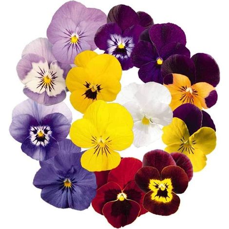 200 graines de pensées colorées – Fleurs vives et décoratives pour jardin et extérieur, faciles à cultiver (1/3)