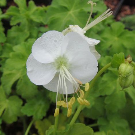 4 x Géranium vivace rhizomateux 'White Ness' - godet 9x9 cm