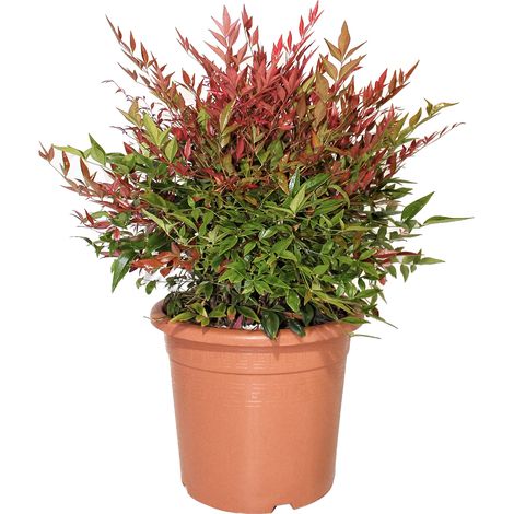 Nandina Domestica Obsessed - Piante Vere da Esterno - H 40-60 cm Vaso Ø 24 cm (1/3)