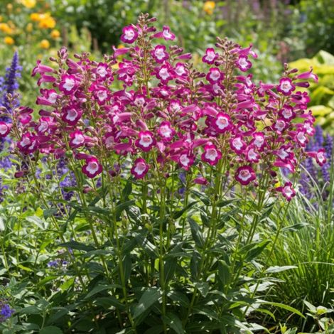 Penstemon Gloire des Quatre Rues/Godet - 5/20 cm