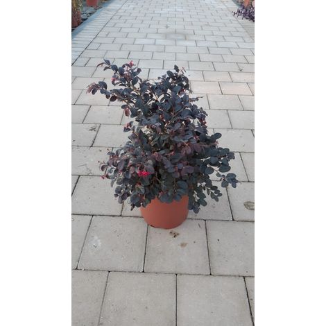Loropetalum Chinense Black Pearl V24