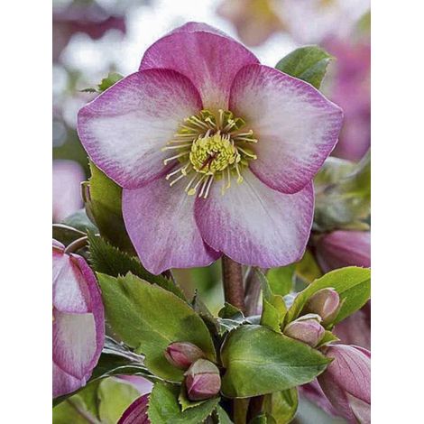 Hellébore 'Ice'n Rose Pink' Pot de 2L/3L