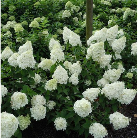 ORTENSIA HYDRANGEA PANICULATA LIMELIGHT VASO 17CM