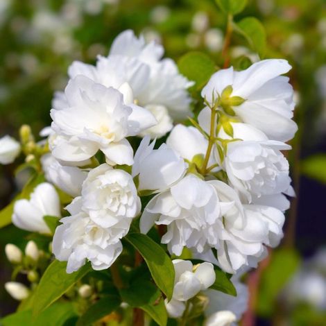 Pépinières Naudet – Seringat des jardins Philadelphus 'Virginal' – Arbuste caduc – Fleurs blanches parfumées – Hauteur à maturité 3-5m – Floraison été