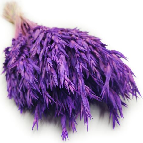 Avena secca - Viola