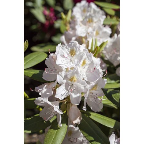 Catawba-Rhododendron 'Album' Rhododendron Hybr.'Catawbiense Album' C 5 30- 40 (1/4)