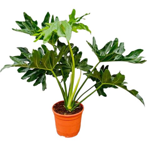 Philodendron Selloum - Plante d'Intérieur Tropicale et Purificatrice - Hauteur 60 cm - Ø19 cm - PANGIVO