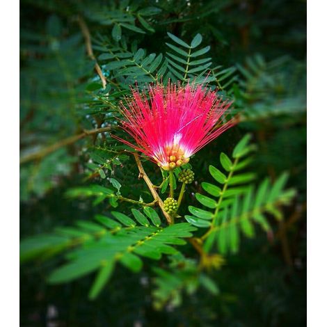 Albizia julibrissin mimosa "Acacia di Costantinopoli" pianta in vaso ø9 h 30/40 cm