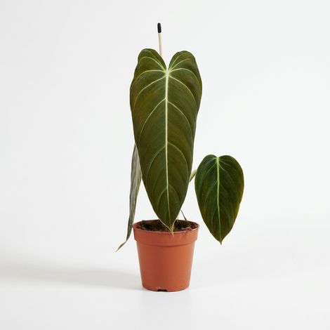 Bloomique - Philodendron Melanochrysum - Plante grimpante - Plante d'intérieur - Feuilles veloutées - Dépolluante - Hauteur 30-35 cm - Pot 12 cm (1/5)