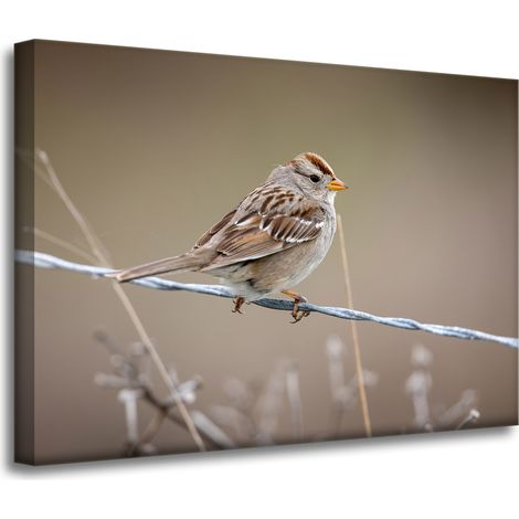 Leinwanddruck Tiere Spatz 70x50 cm