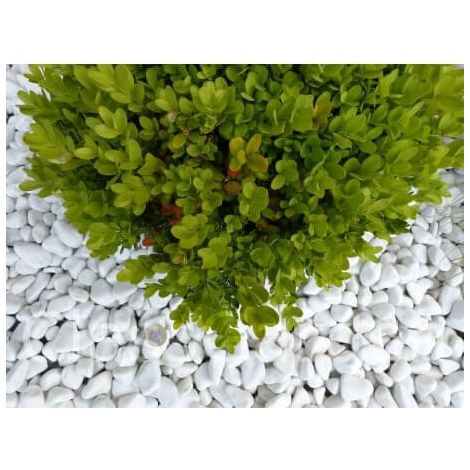 Galet Blanc Brillant 12-24 Pack de 20 M² - 40 sacs - 800 kg