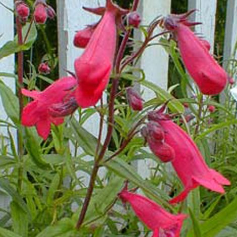 4 x Galane - Penstemon 'Andenken An Friedrich Hahn' - godet